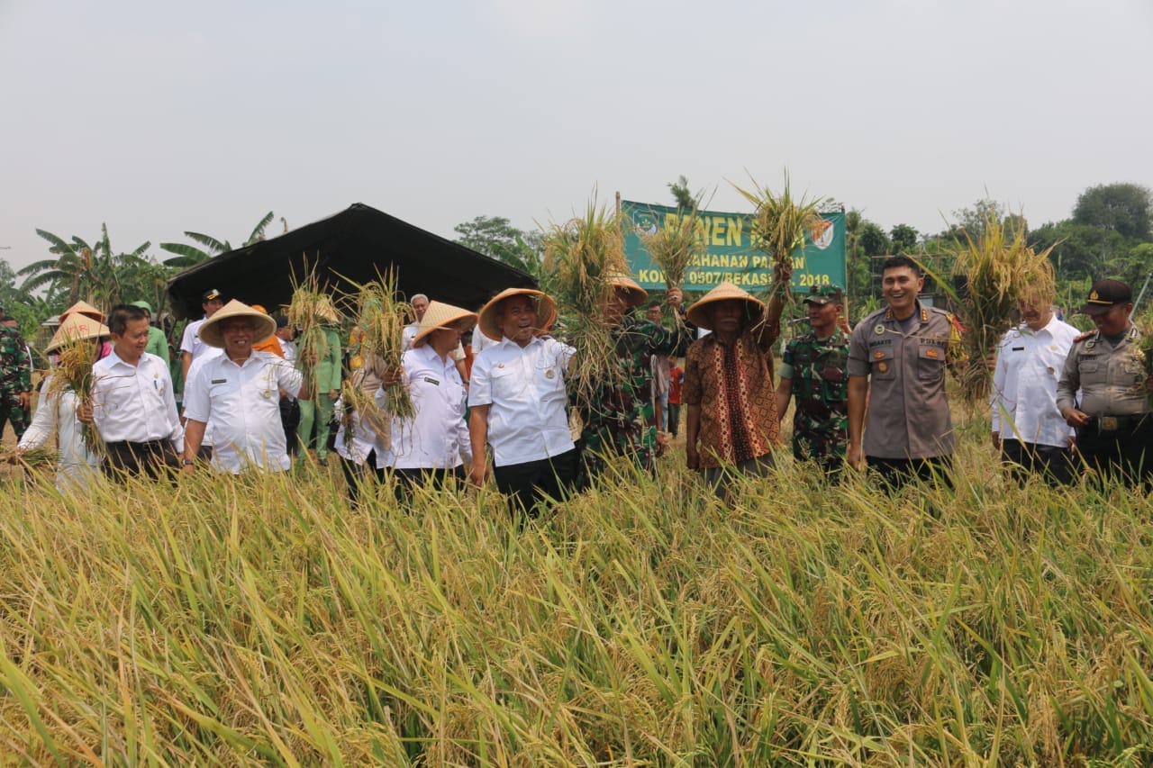 Suasana panen raya di Mustika jaya yang merupakan binaan Kodim 0507