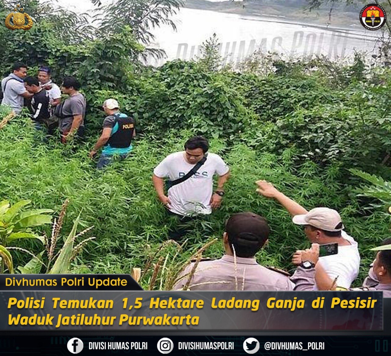 Ilustrasi - Polisi ungkap lahan ganja 1,5 hektar di Purwakarta