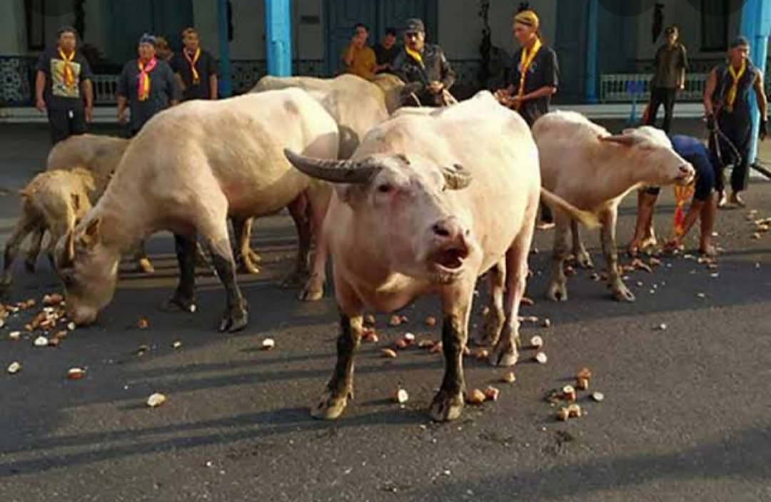 Kerbau bule yang disakralkan saat perayaan 1 syuro di Solo jawa Tengah